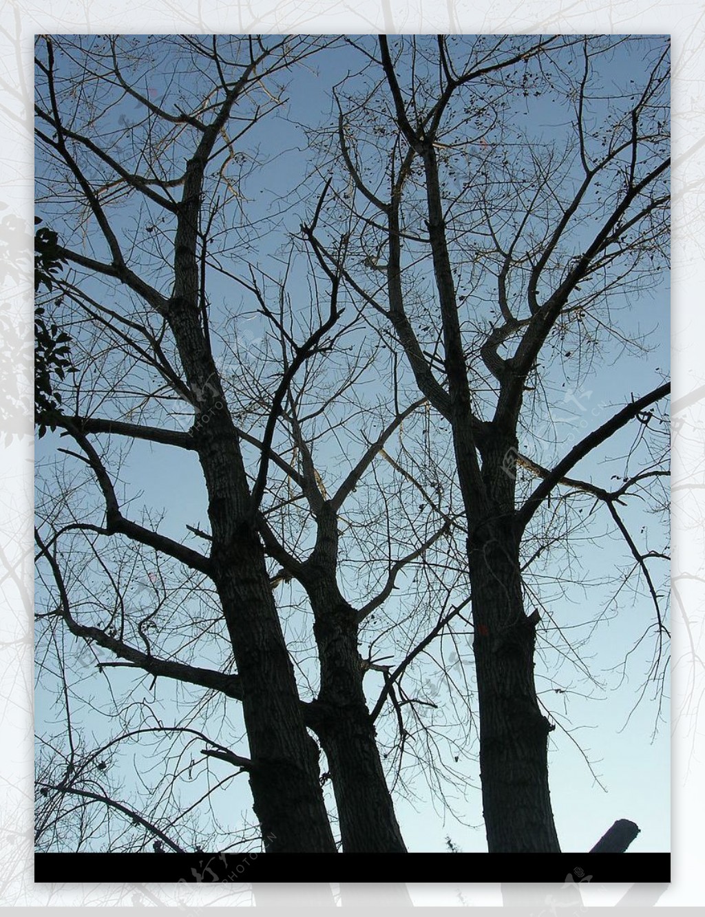 冬天的树木图片