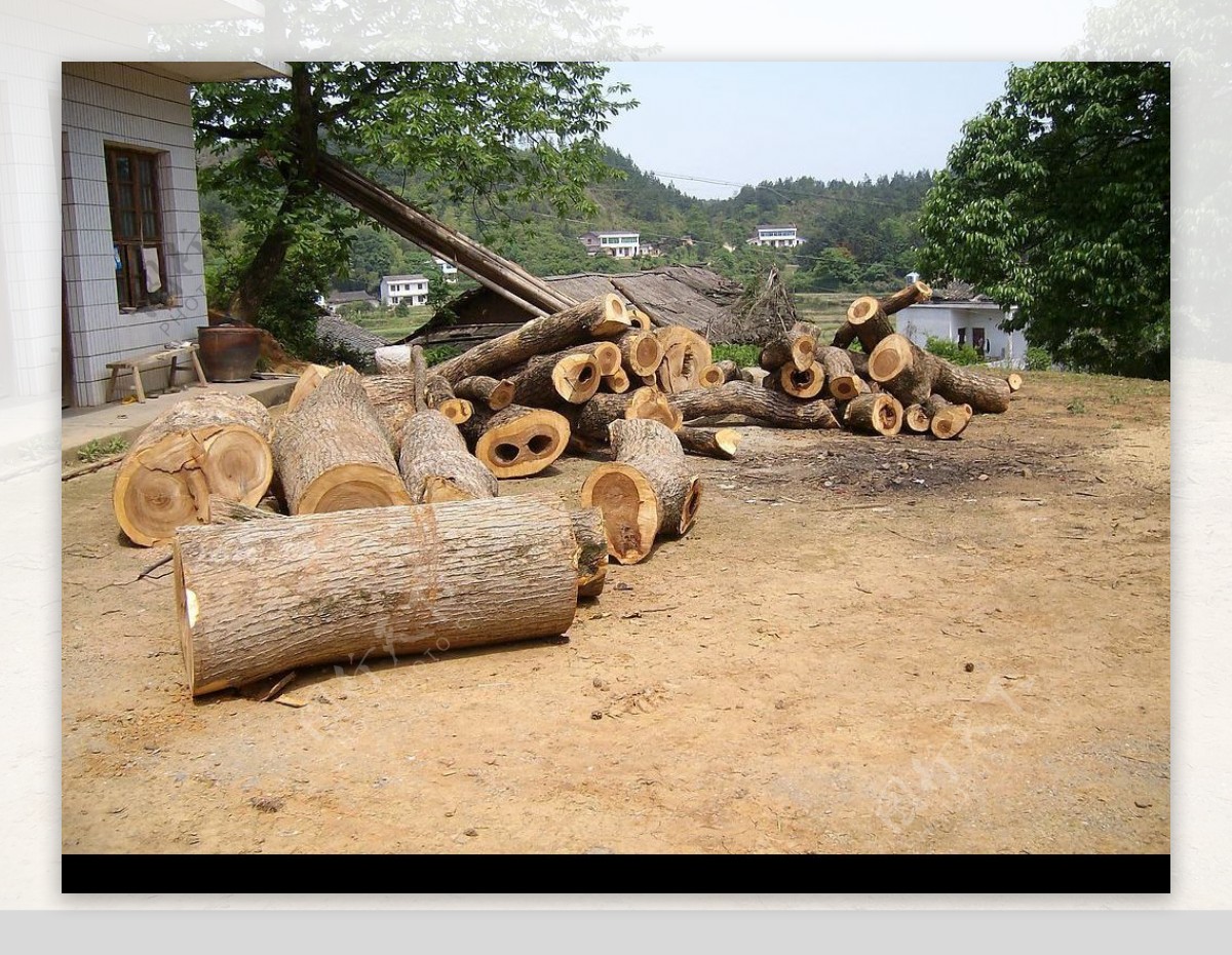 被砍伐的樟树图片