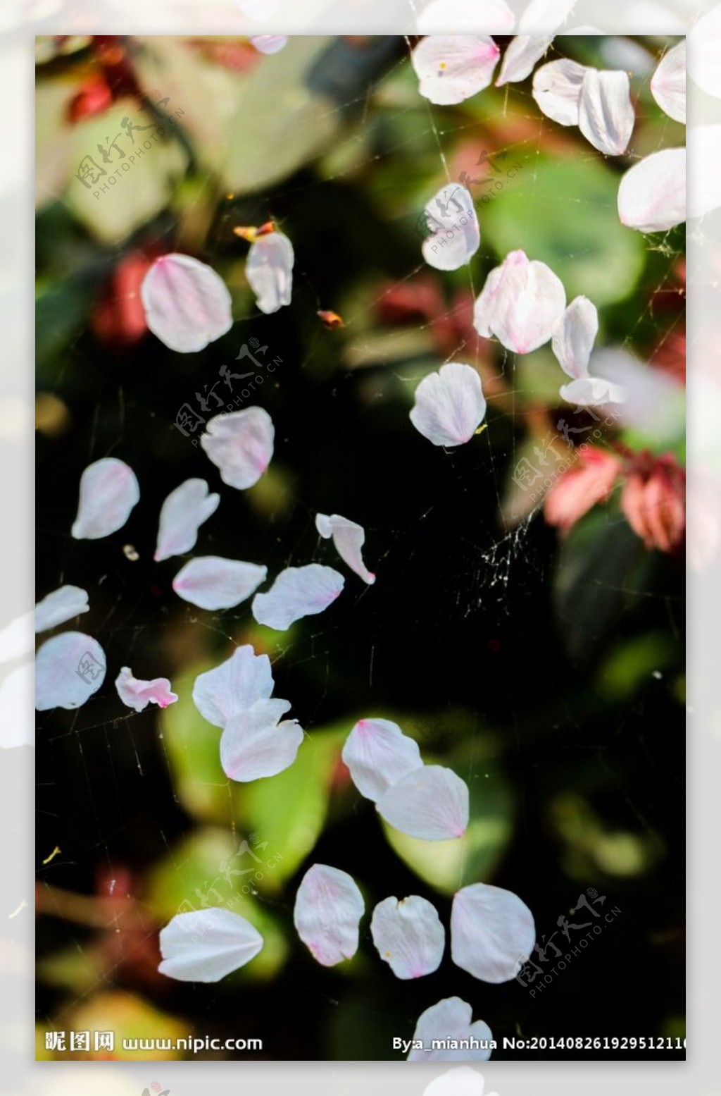 樱花蜘蛛网图片