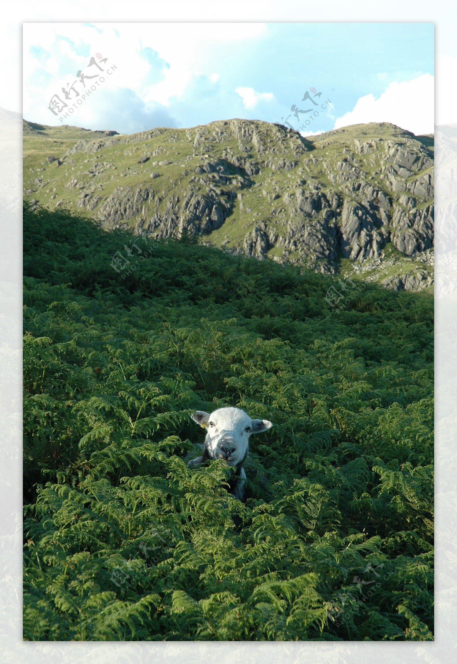 草丛中的小绵羊图片