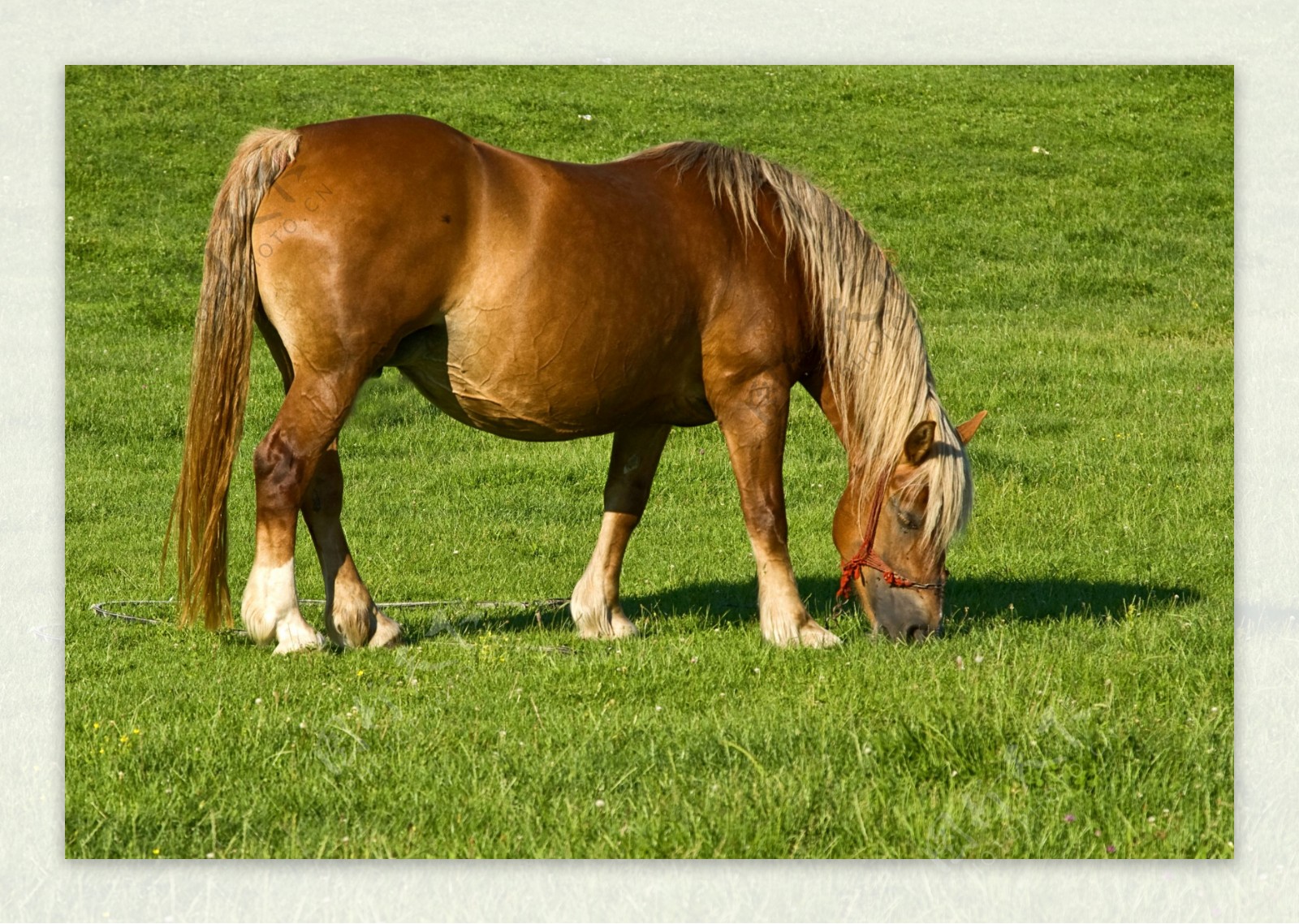 马匹吃草图片