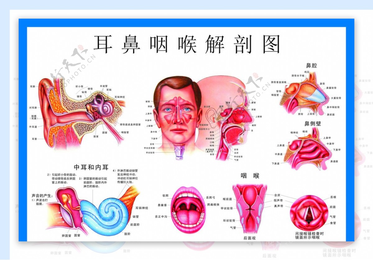 影像解剖 | 颈部影像解剖|影像|解剖|咽鼓管|-健康界