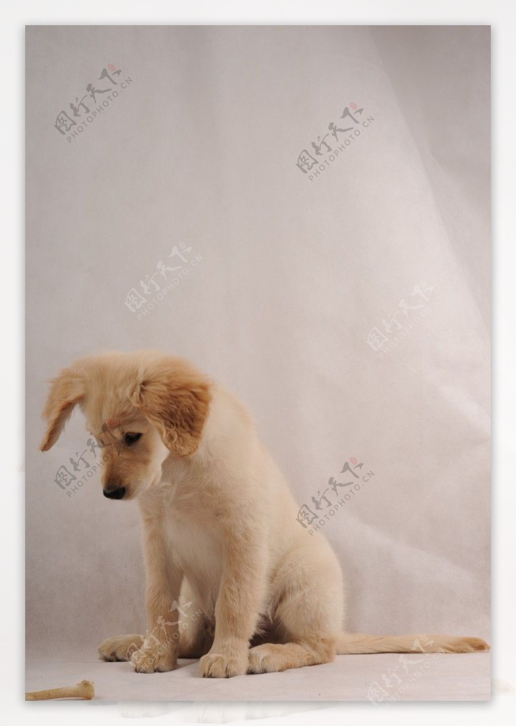 金毛幼犬图片