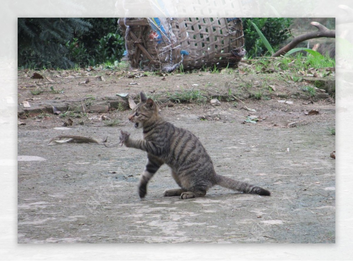 猫咪老鼠图片