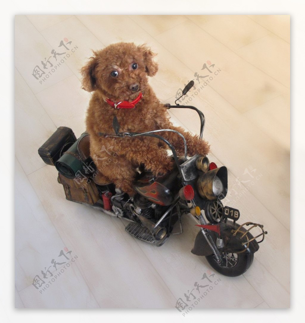 骑模型摩托的小狗狗图片