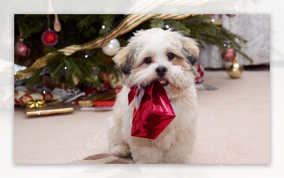 嘴叼圣诞礼盒可爱小狗图片