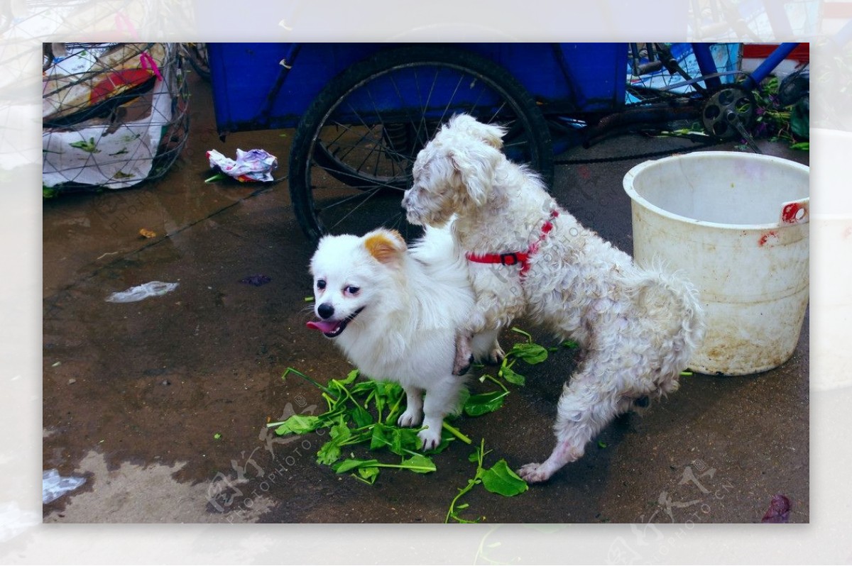 科教图片狗犬绵绵