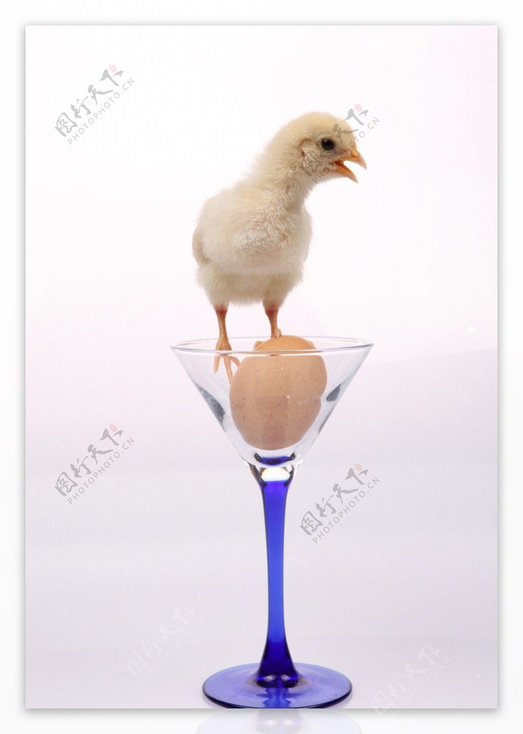 玻璃杯中的小鸡图片
