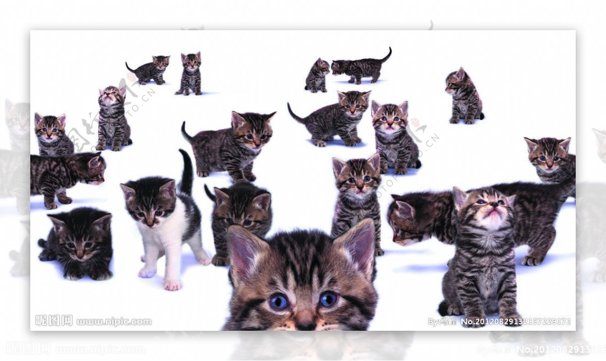 猫咪小花猫组合图片