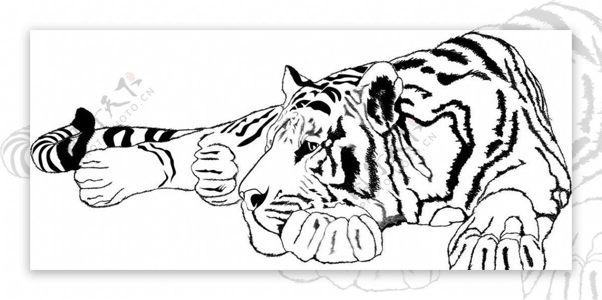 矢量素描老虎图片