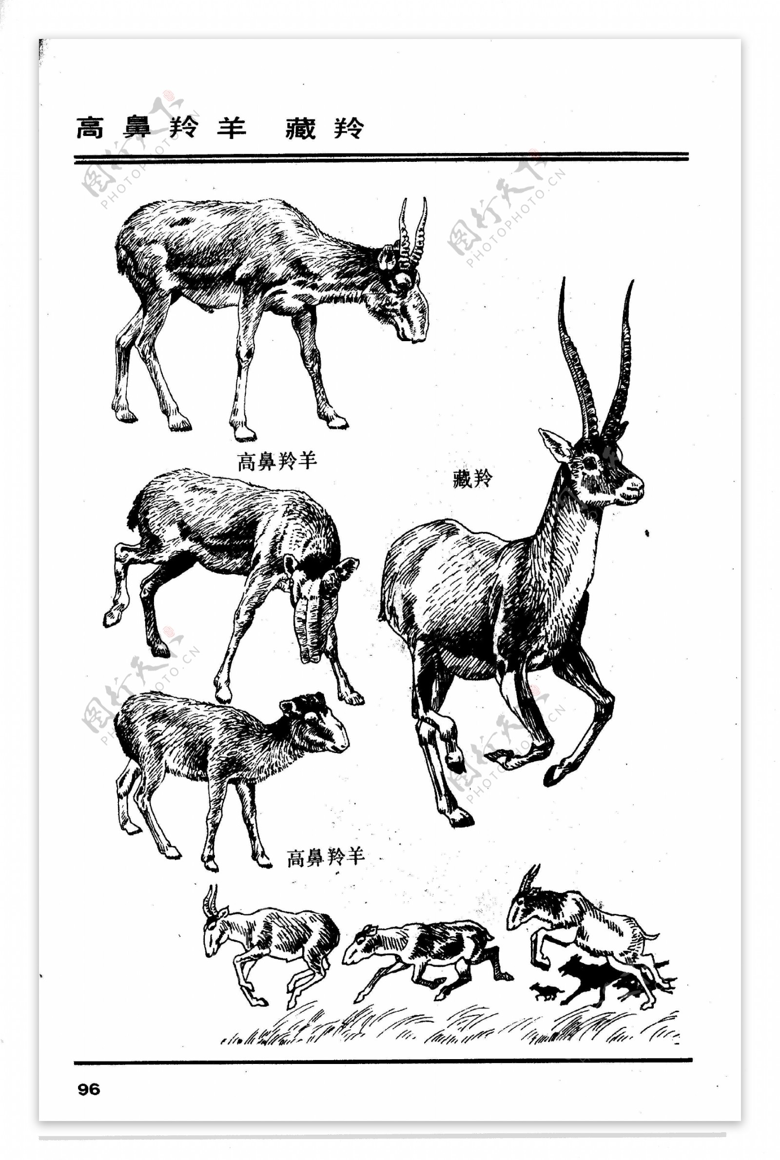 百兽谱藏羚羊图片