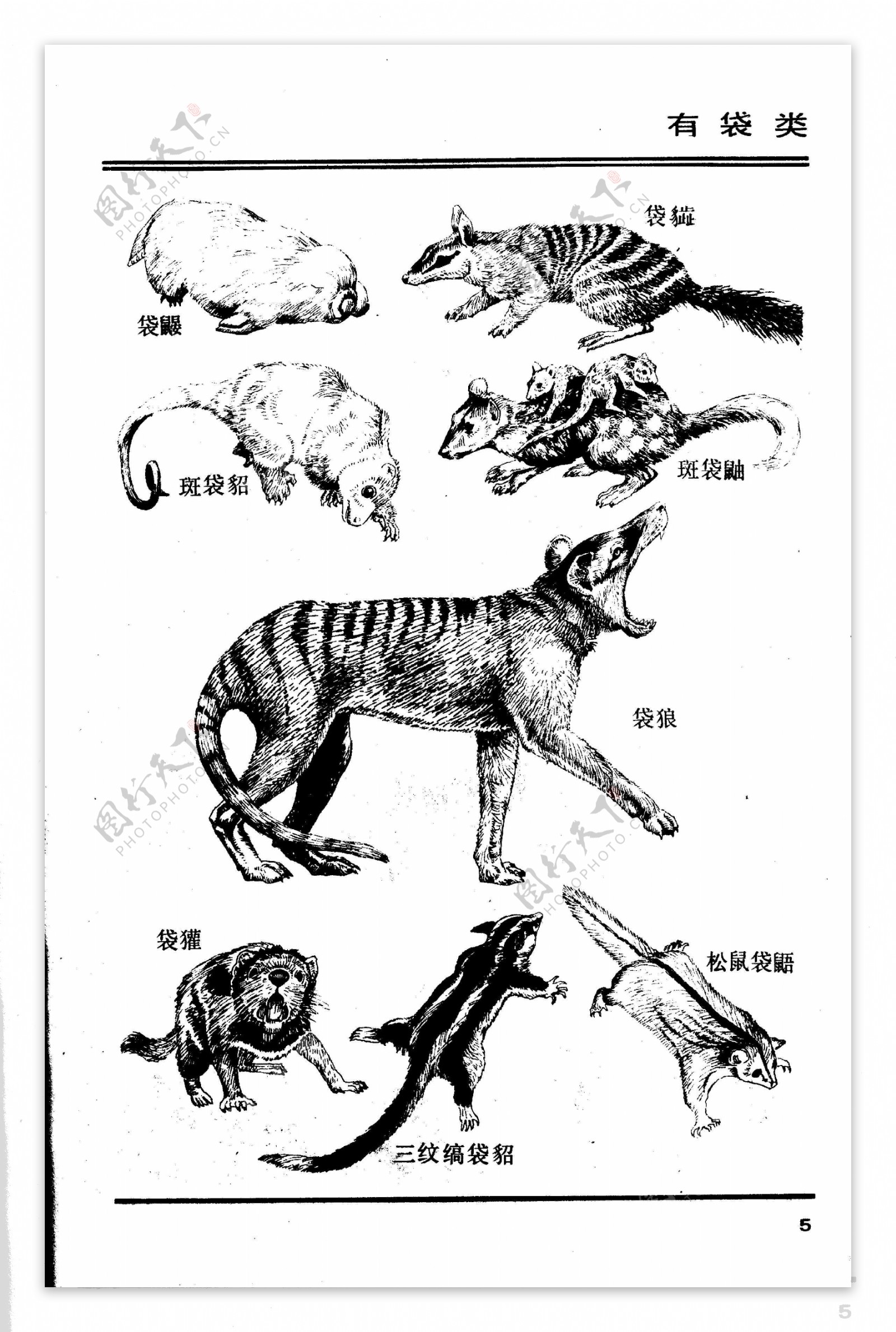 画兽图05有袋类动物图片