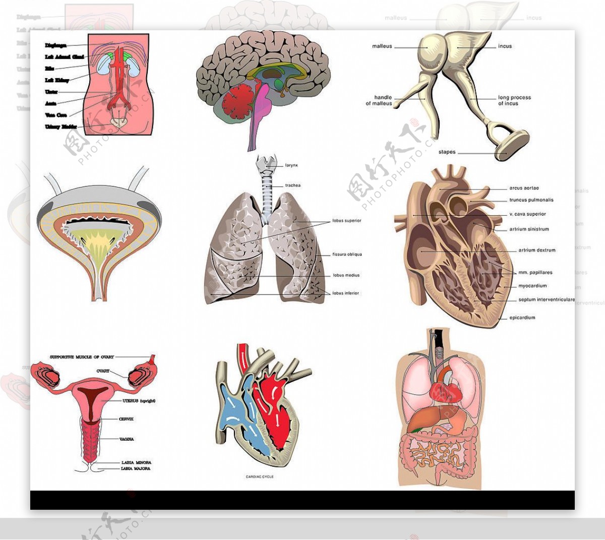 人体内脏医疗图图片