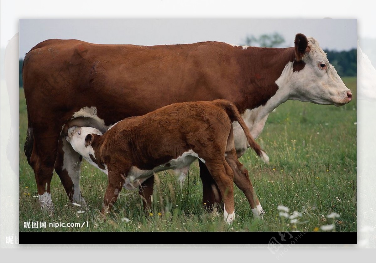 农村的母牛带着刚出生的小牛犊高清摄影大图-千库网