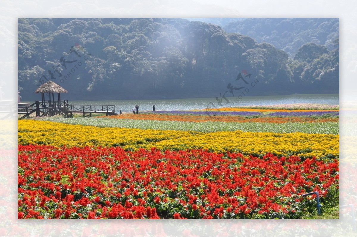 鲜花湖泊图片
