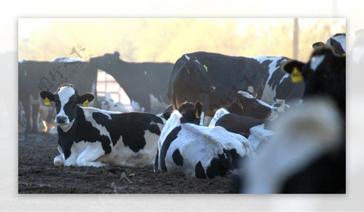 牧场里正在休息的奶牛图片