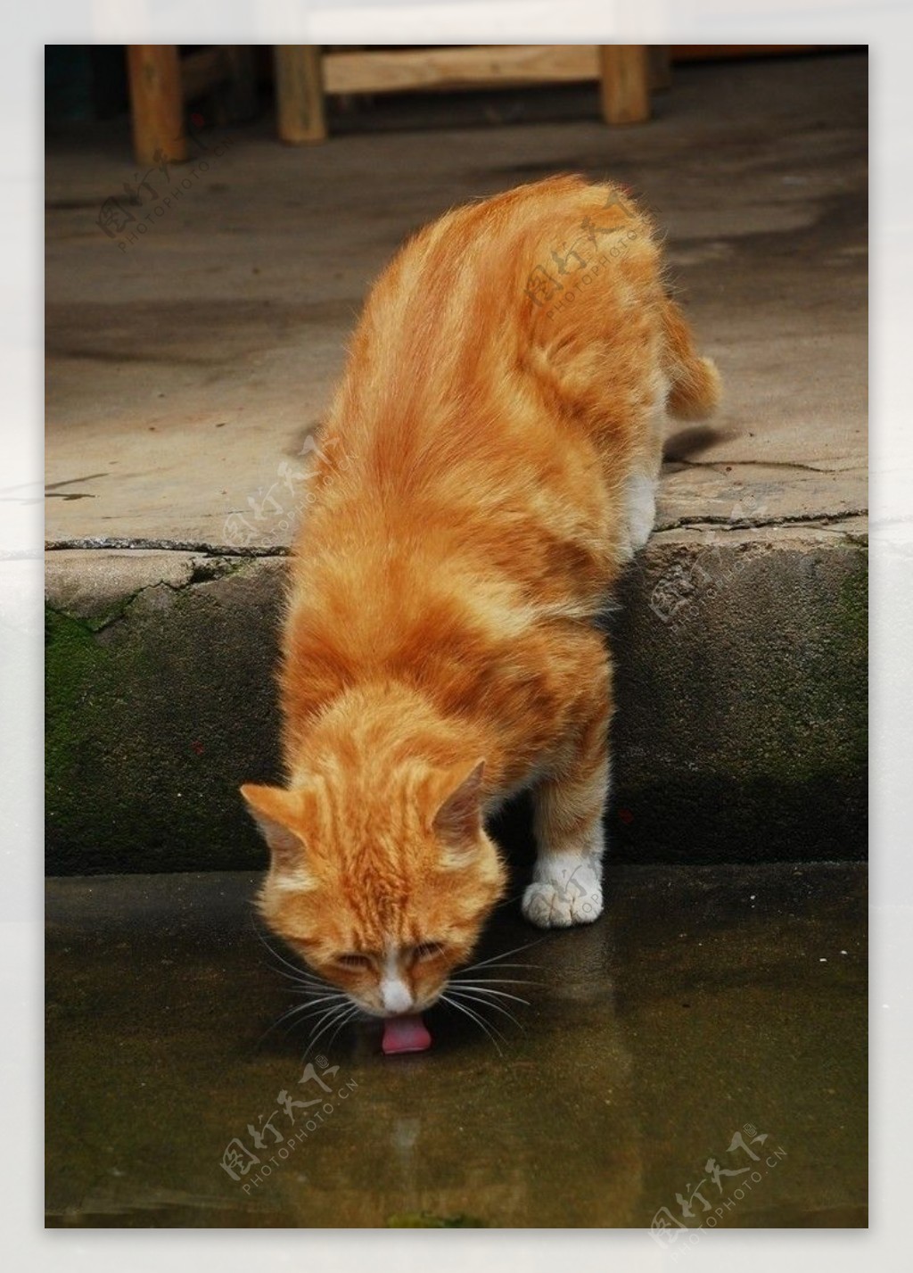 猫咪饮水图片