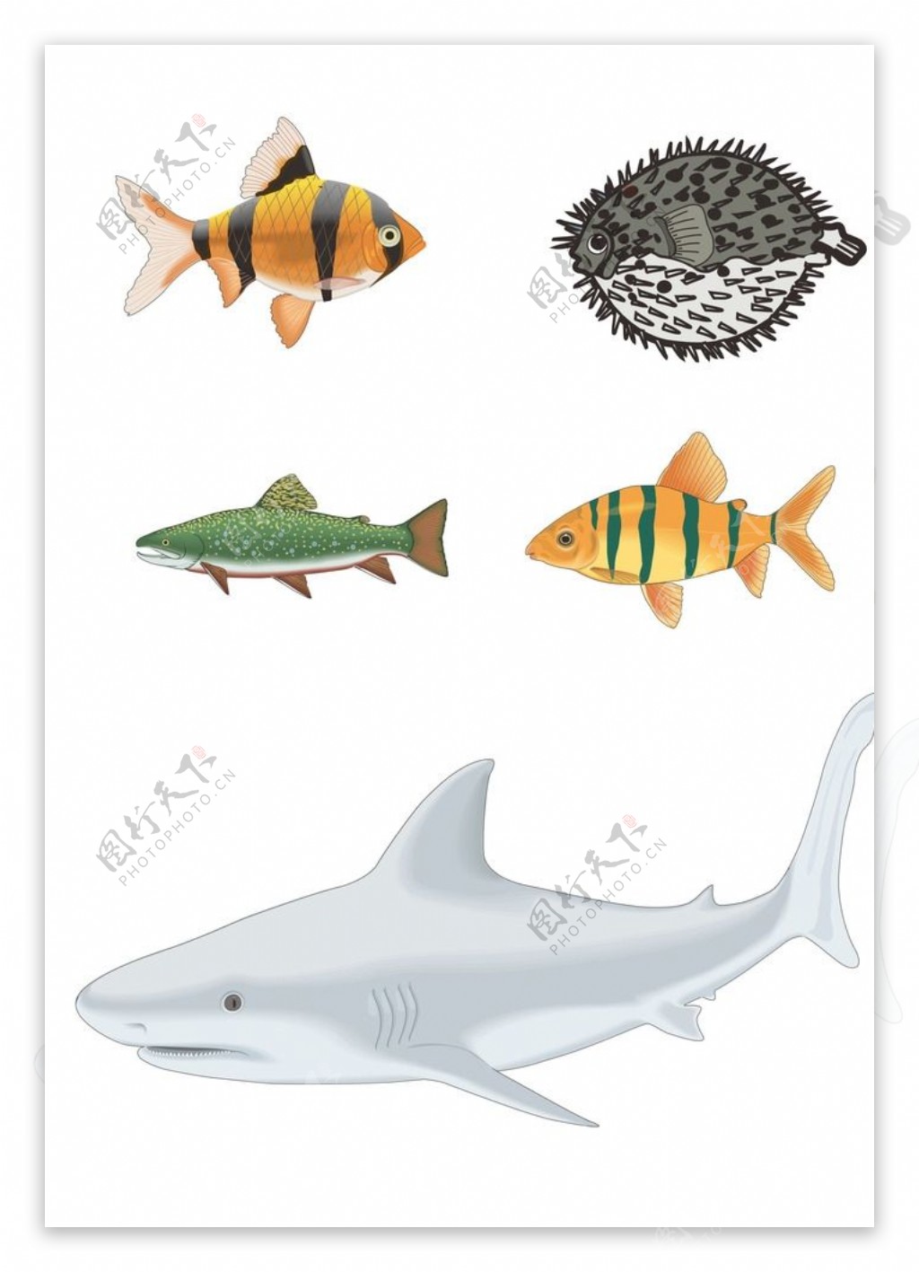鱼类生物图片