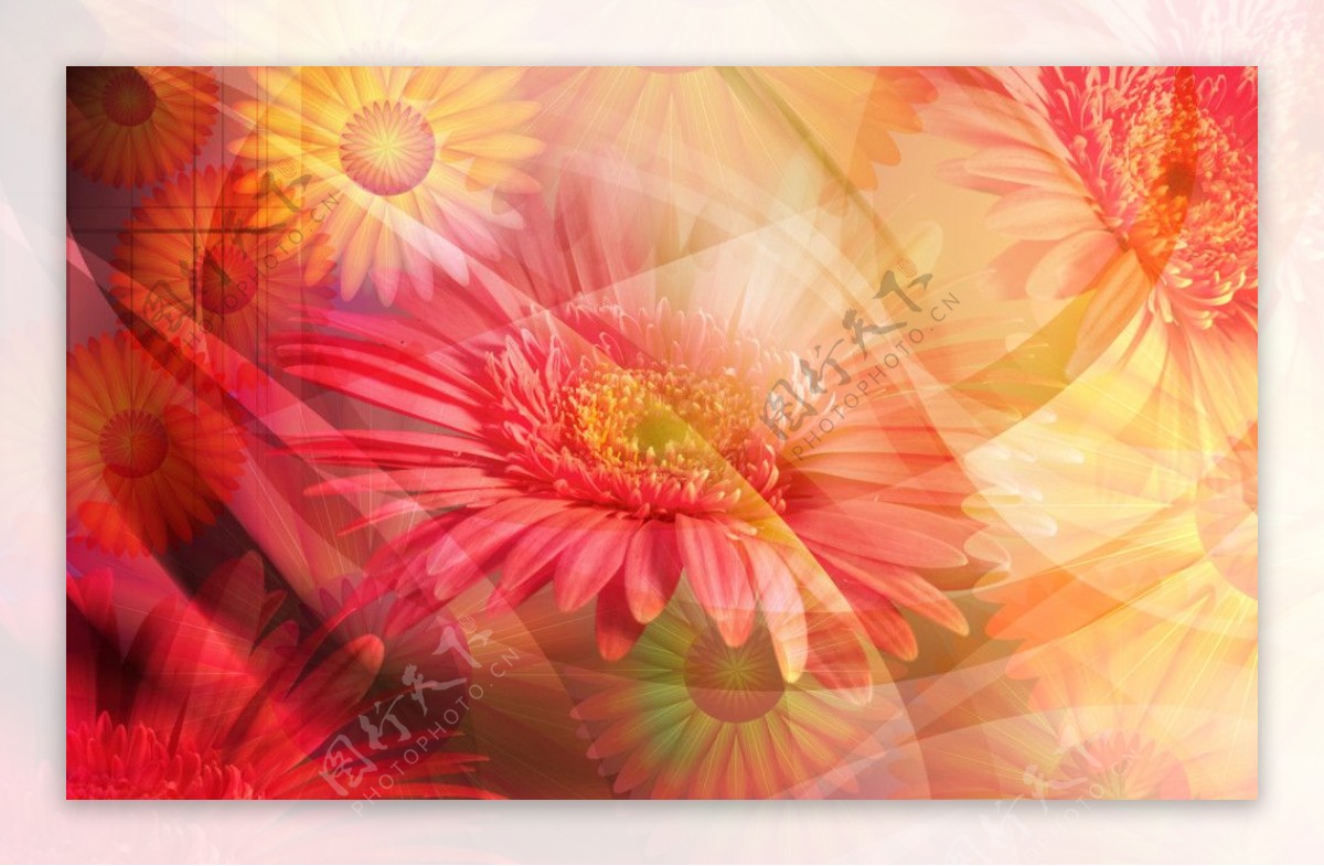 绚丽的菊花彩条素材图片