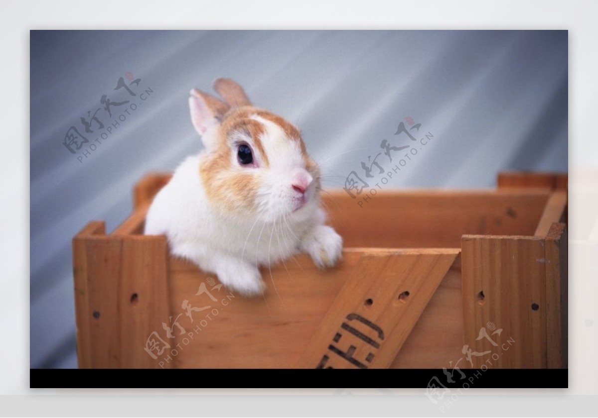 木箱里的小兔子图片