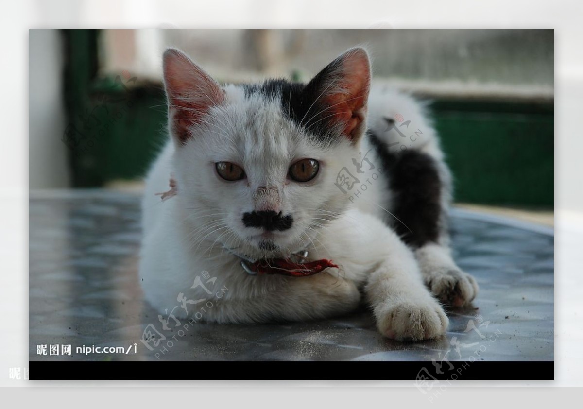 黑鼻子的小花猫图片