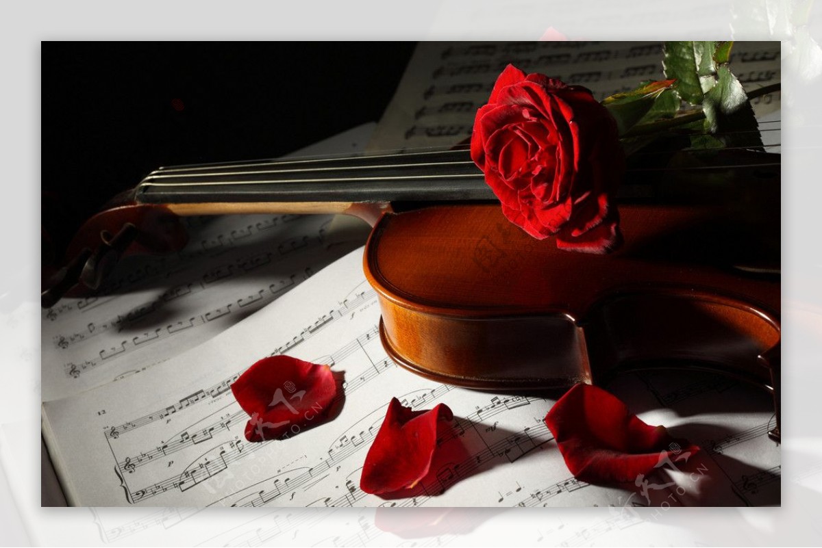 小提琴和玫瑰花图片