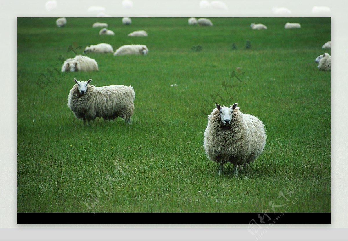 绿地一群绵羊图片