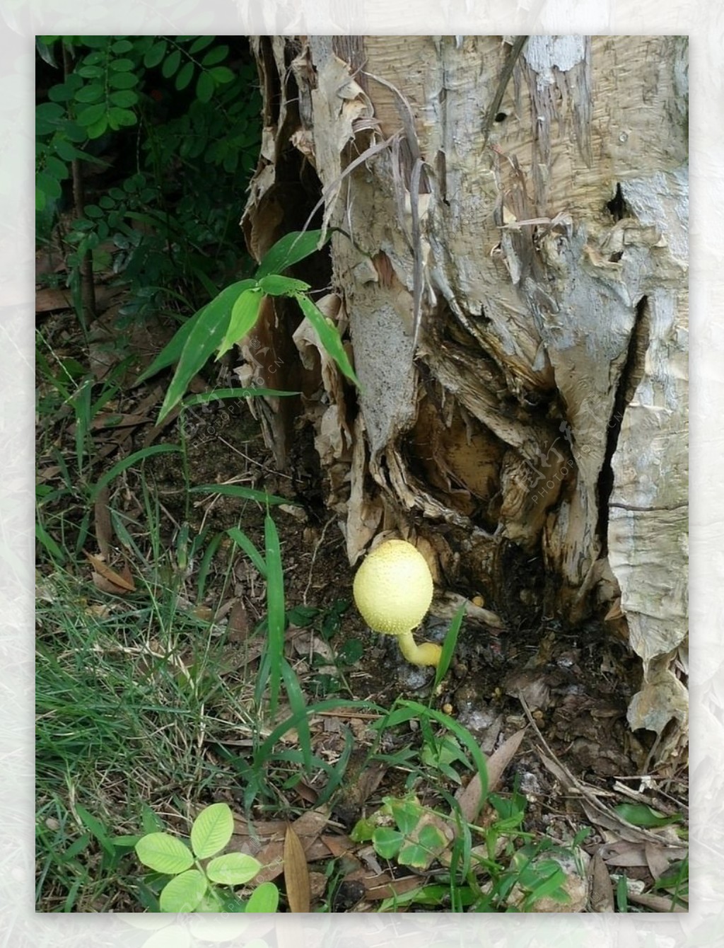 树底蘑菇图片