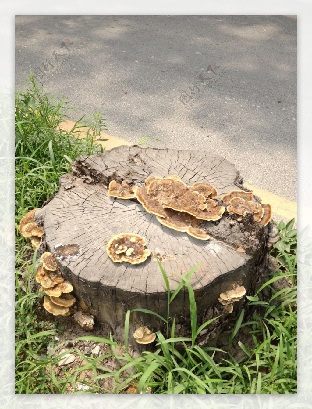 菌菇图片