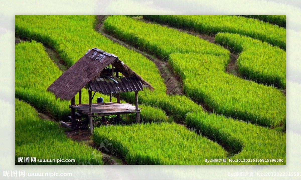 绿色稻田景观图片