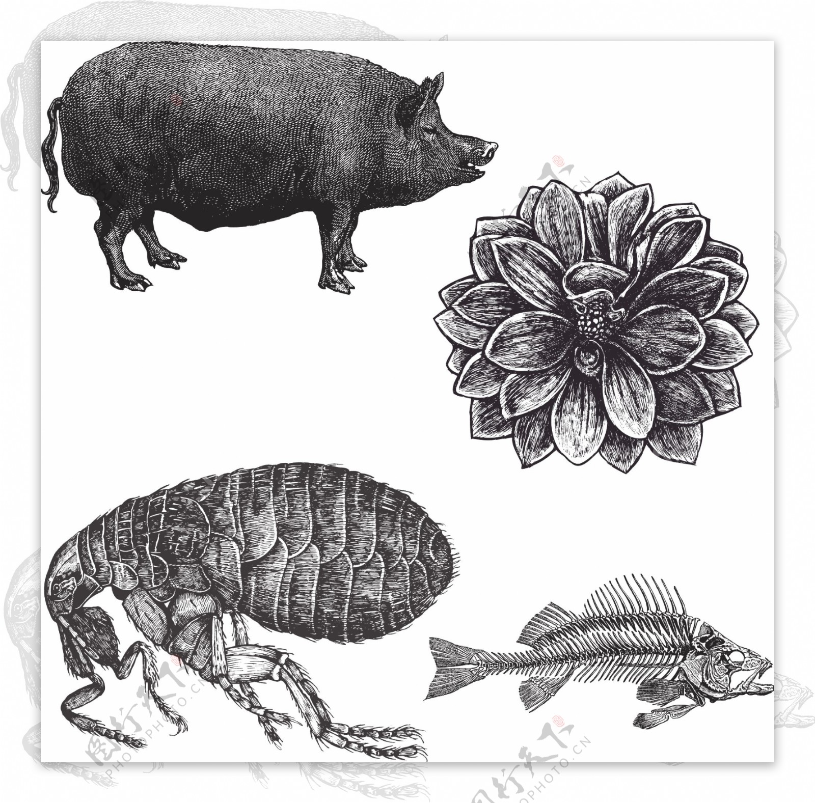 黑白素描动物图片