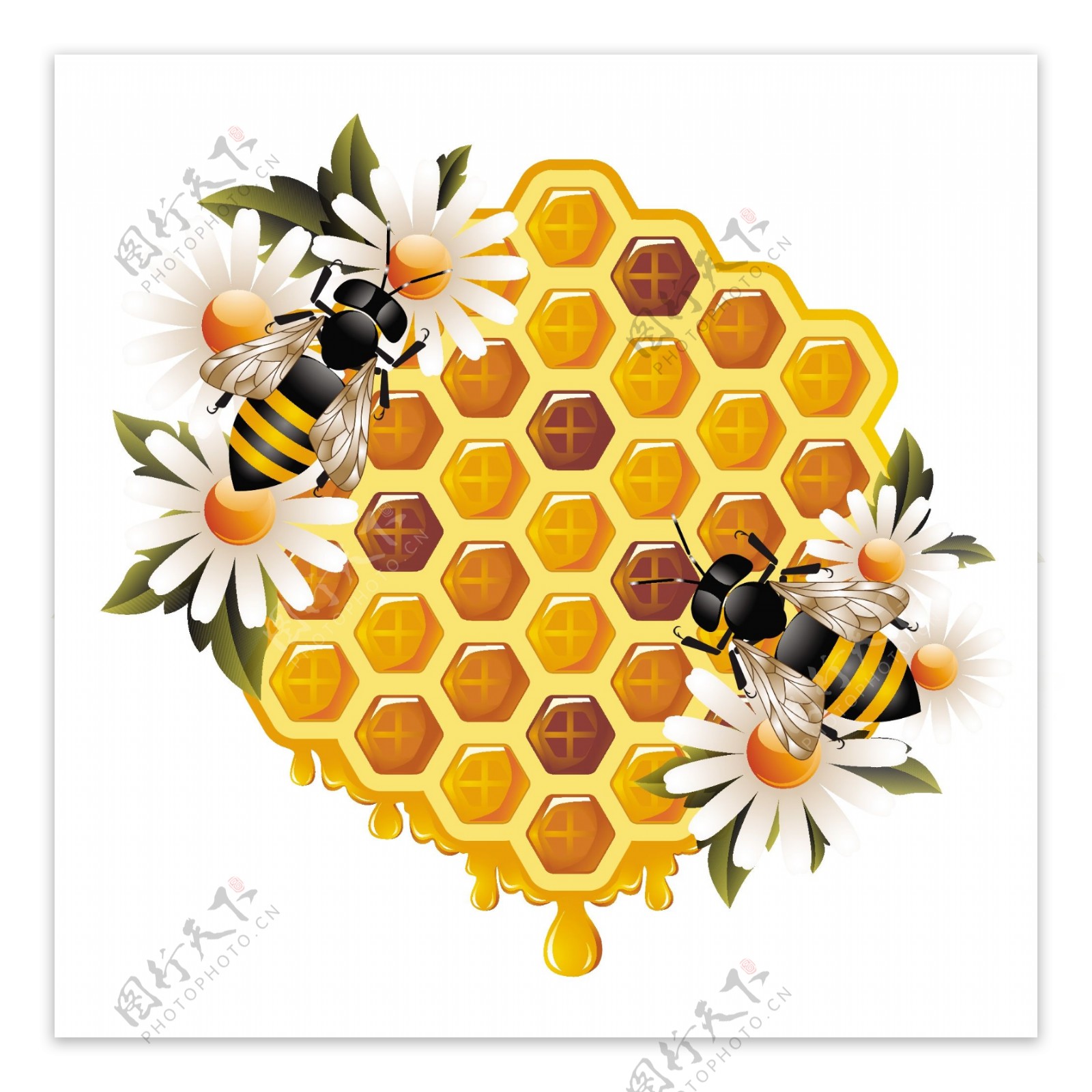 蜜蜂鲜花蜂巢图片