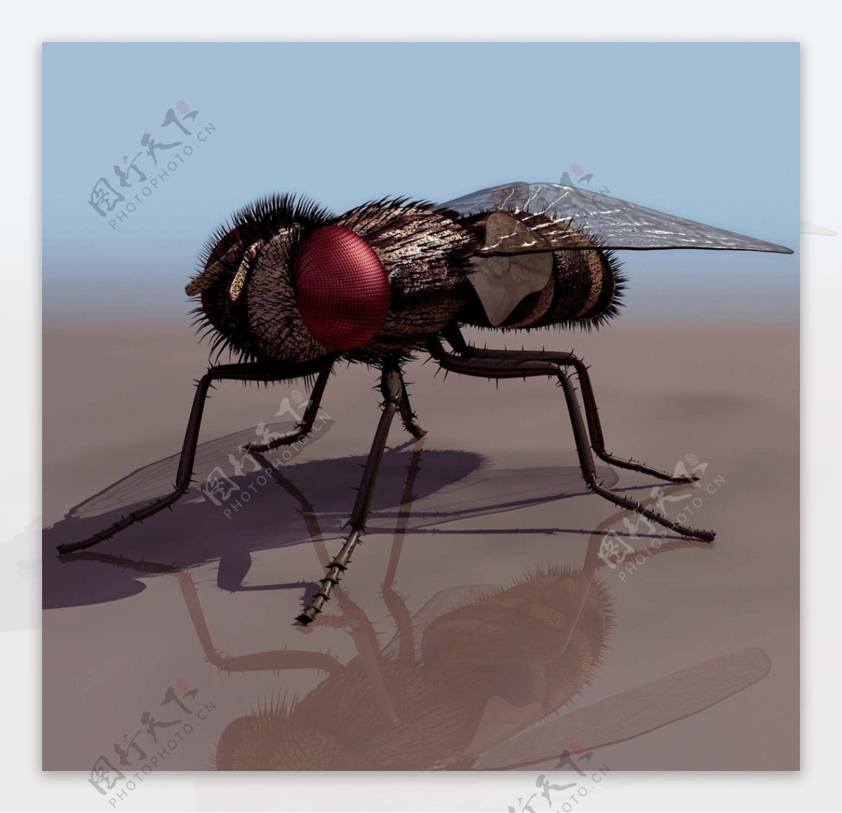 FLY苍蝇3d模型图片
