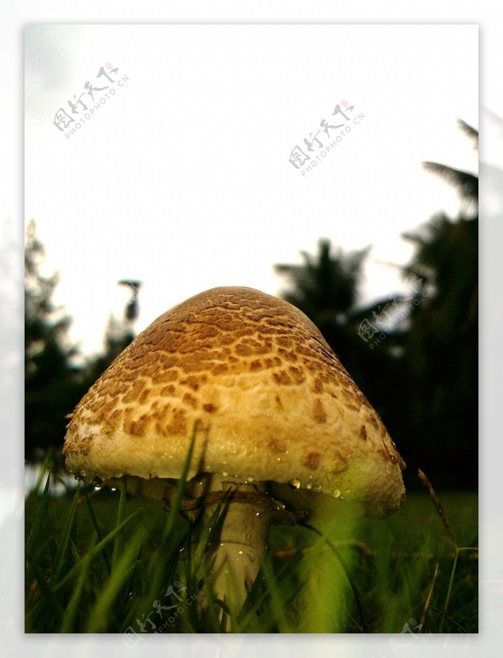 鲜嫩的香菇图片