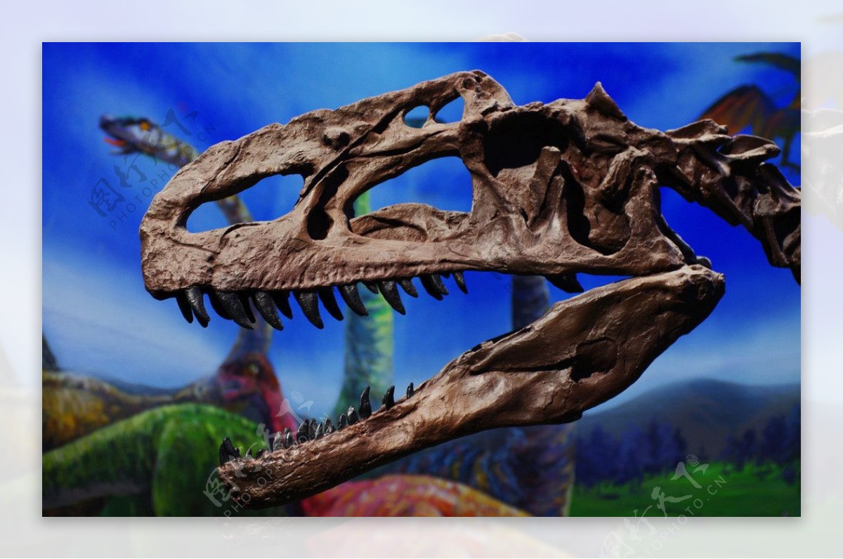 单脊龙头骨化石图片