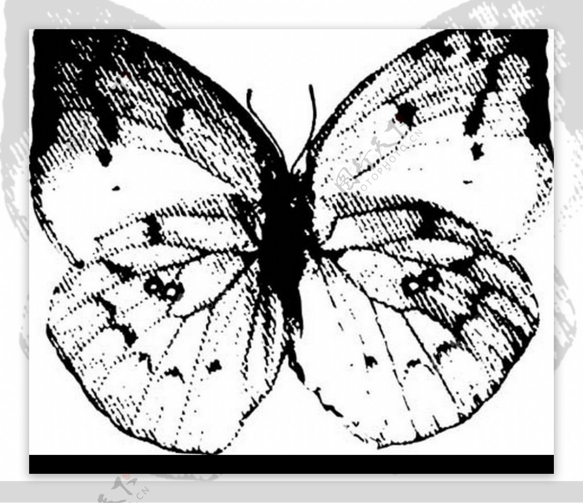 蝴蝶的图片