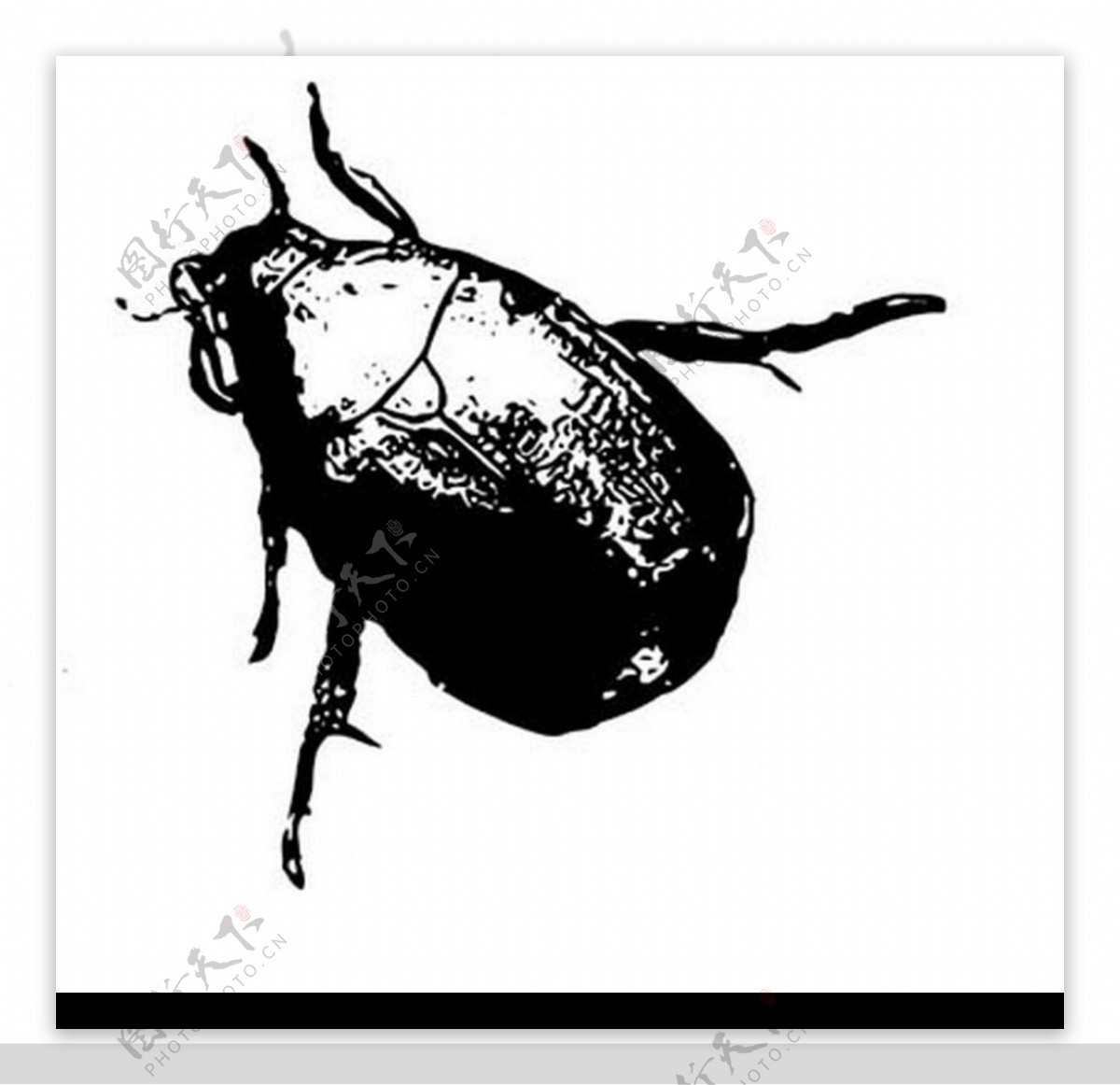 甲壳虫图片