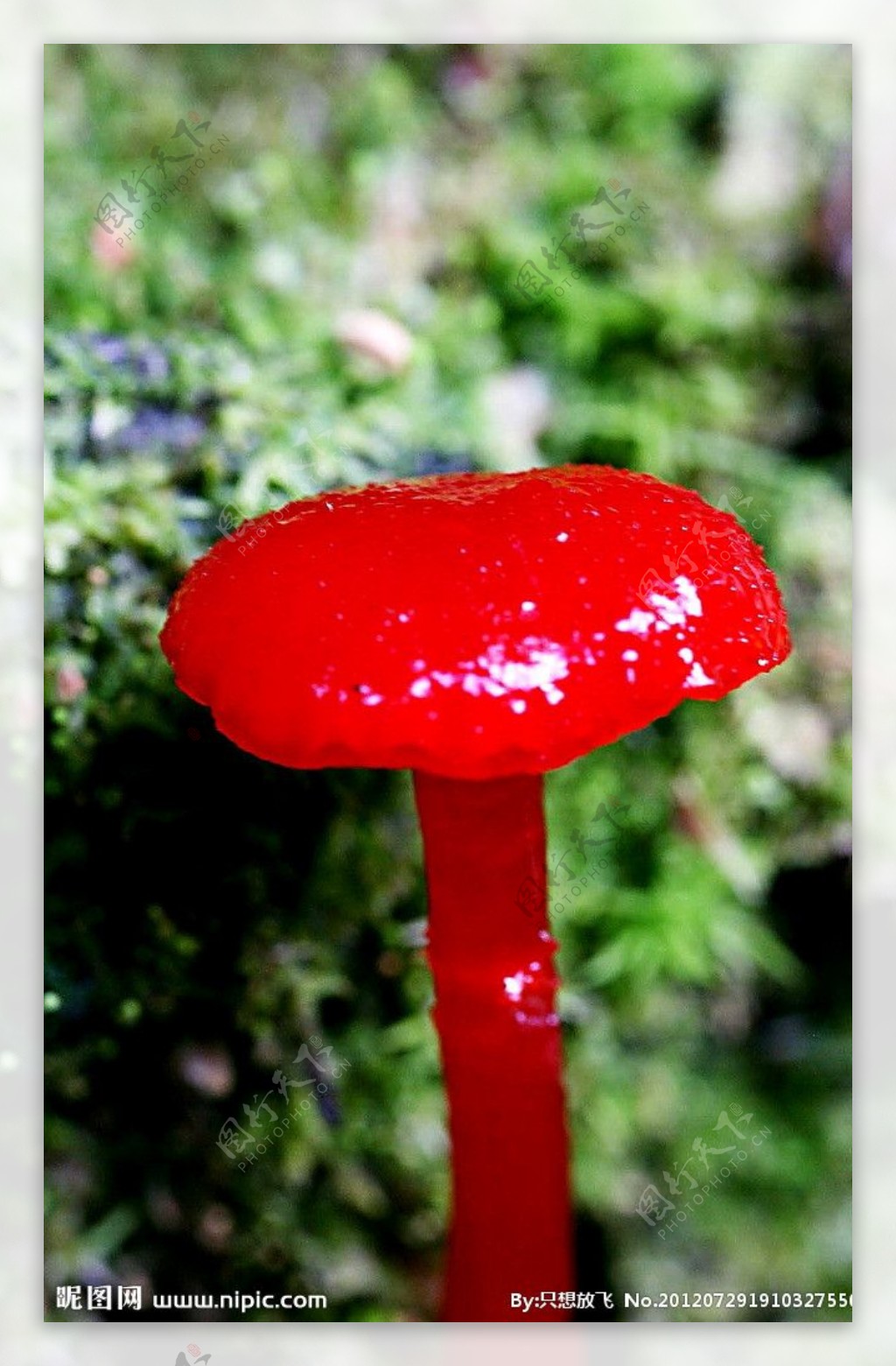 蘑菇,树菌,4k图片-千叶网