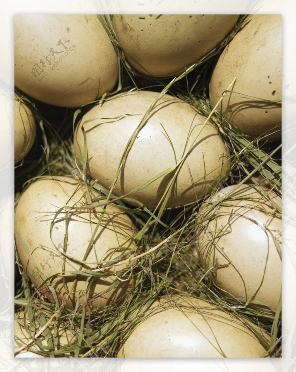 鸡蛋创意|摄影|静物|学设计的小豆芽 - 原创作品 - 站酷 (ZCOOL)