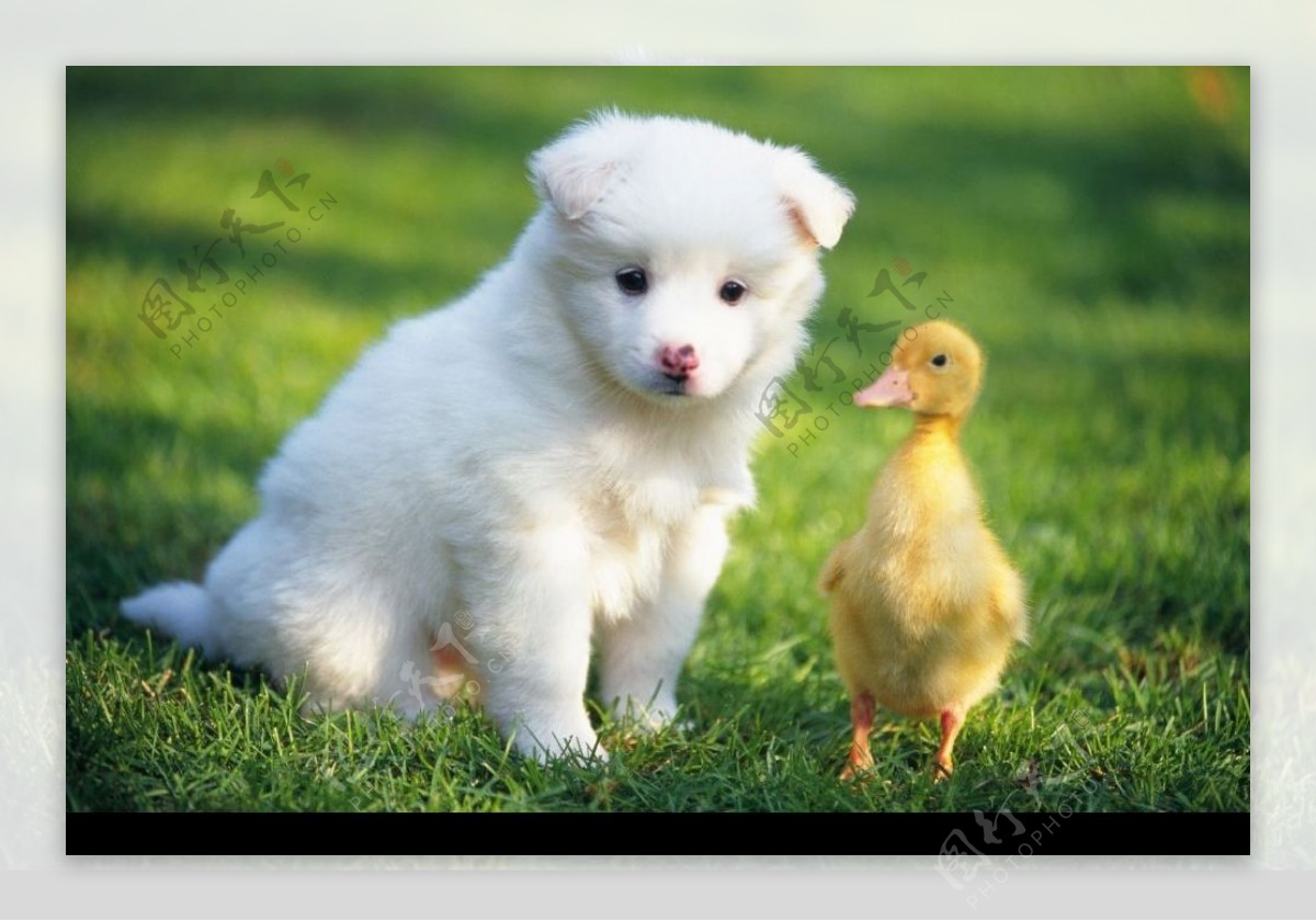 小狗与小鸭子图片