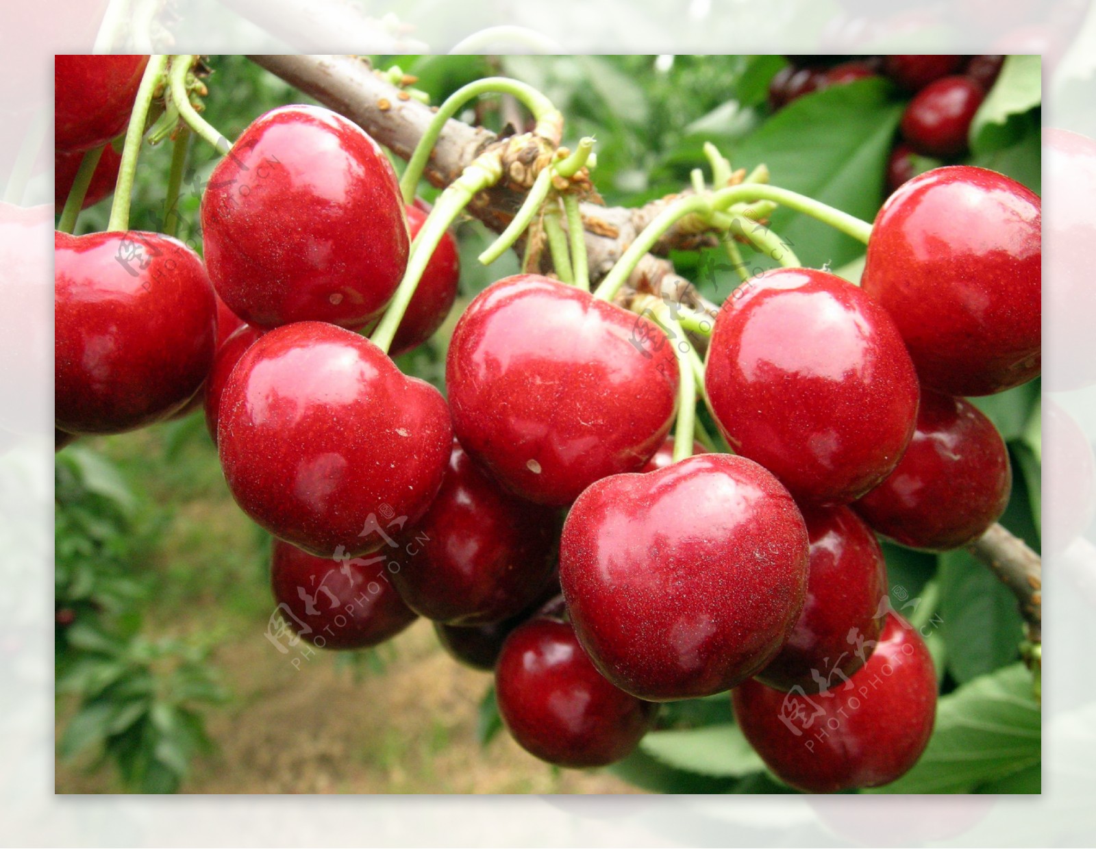 李子 李子树 成熟的果实 - Pixabay上的免费照片 - Pixabay