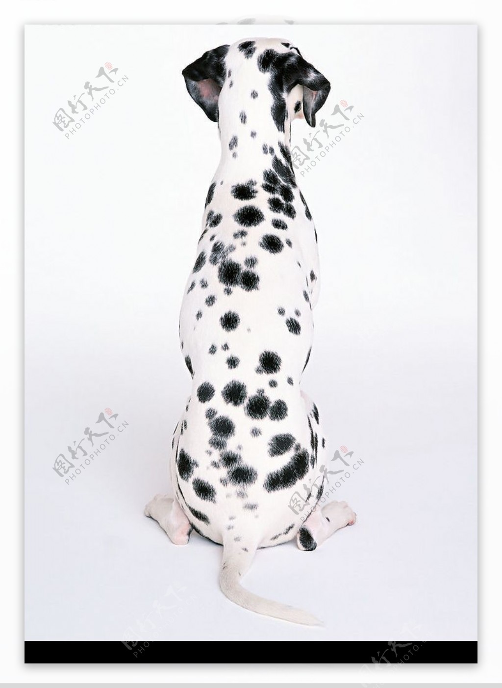 斑点犬图片素材-编号09974959-图行天下