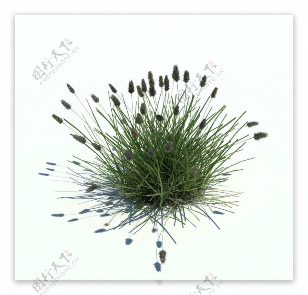 植物模型草模型图片