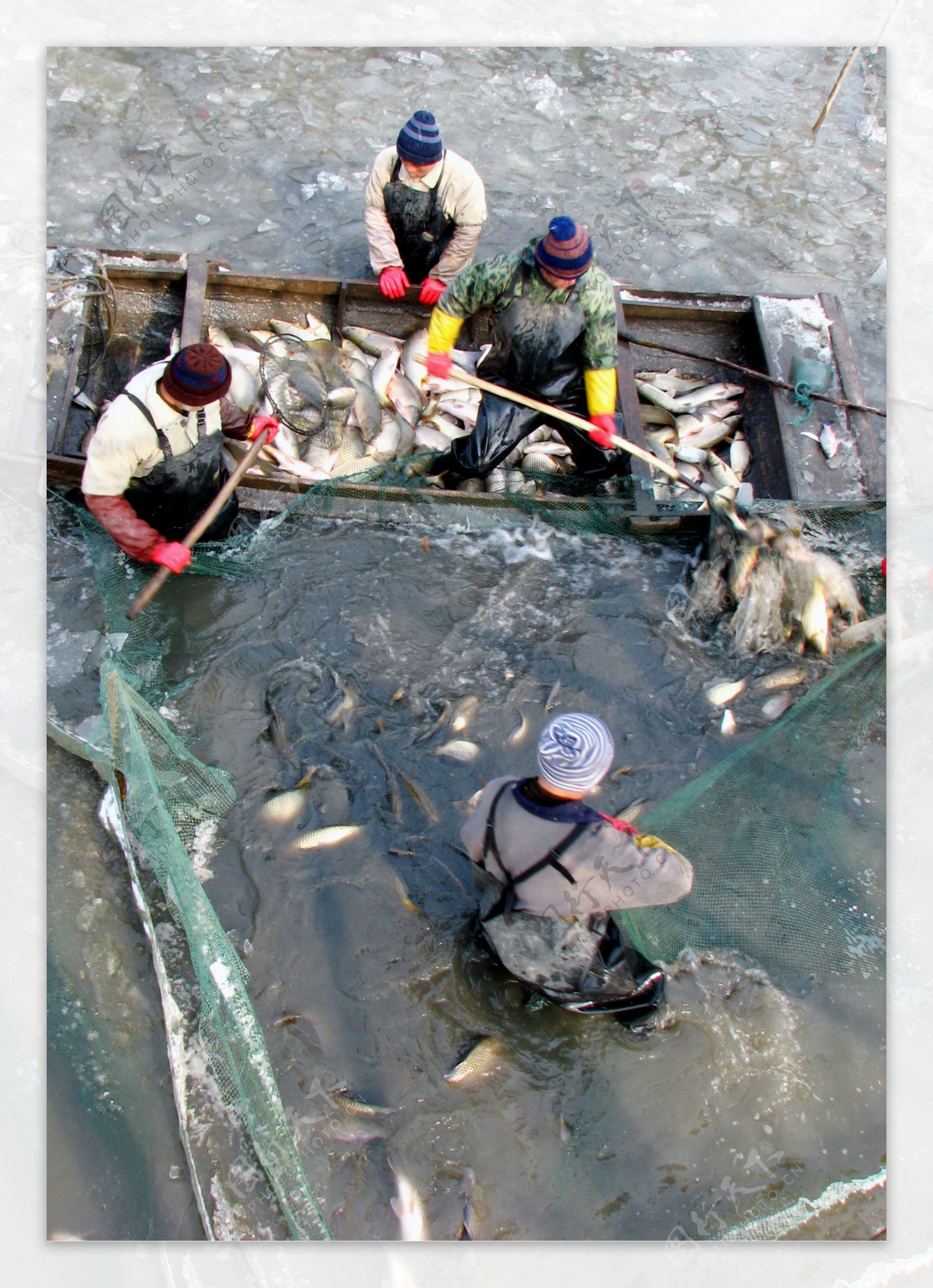 景阳湖冬季捕鱼图片