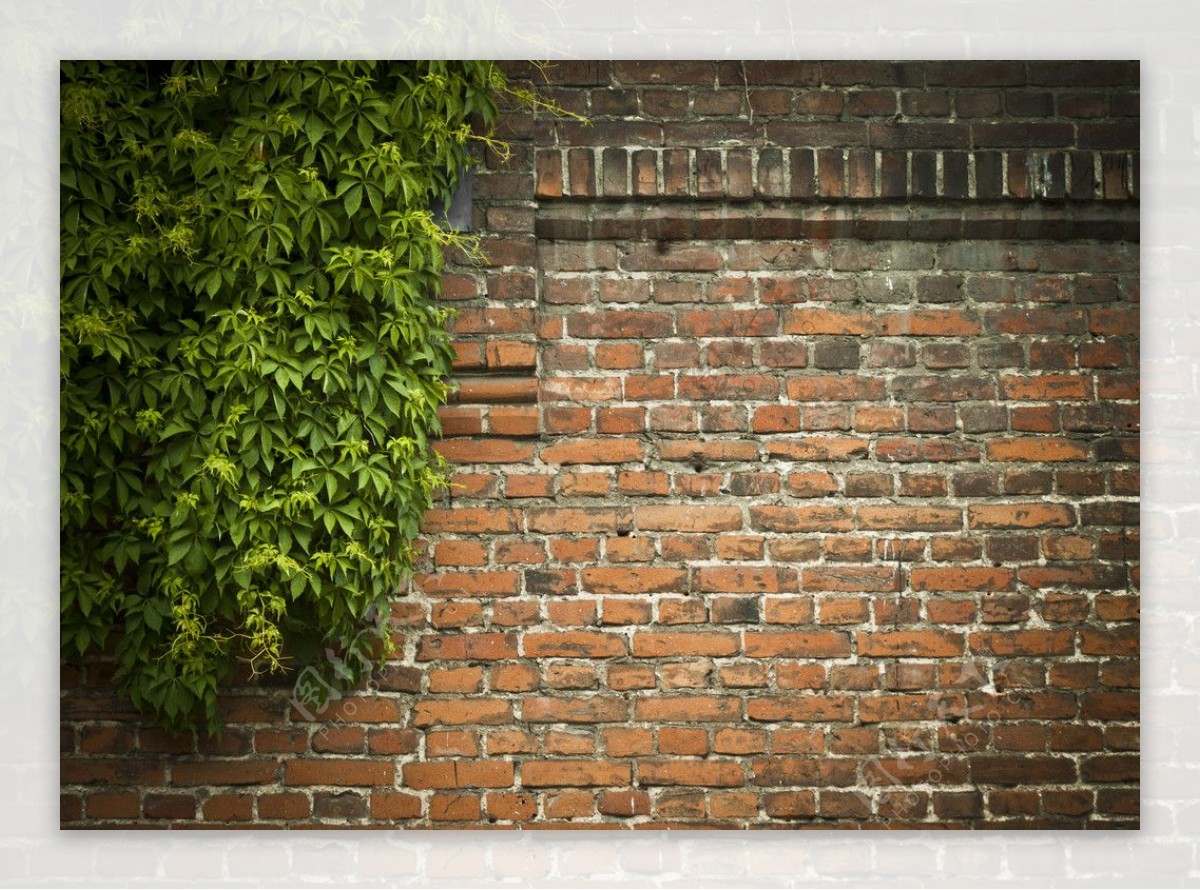 砖头墙壁和绿叶图片