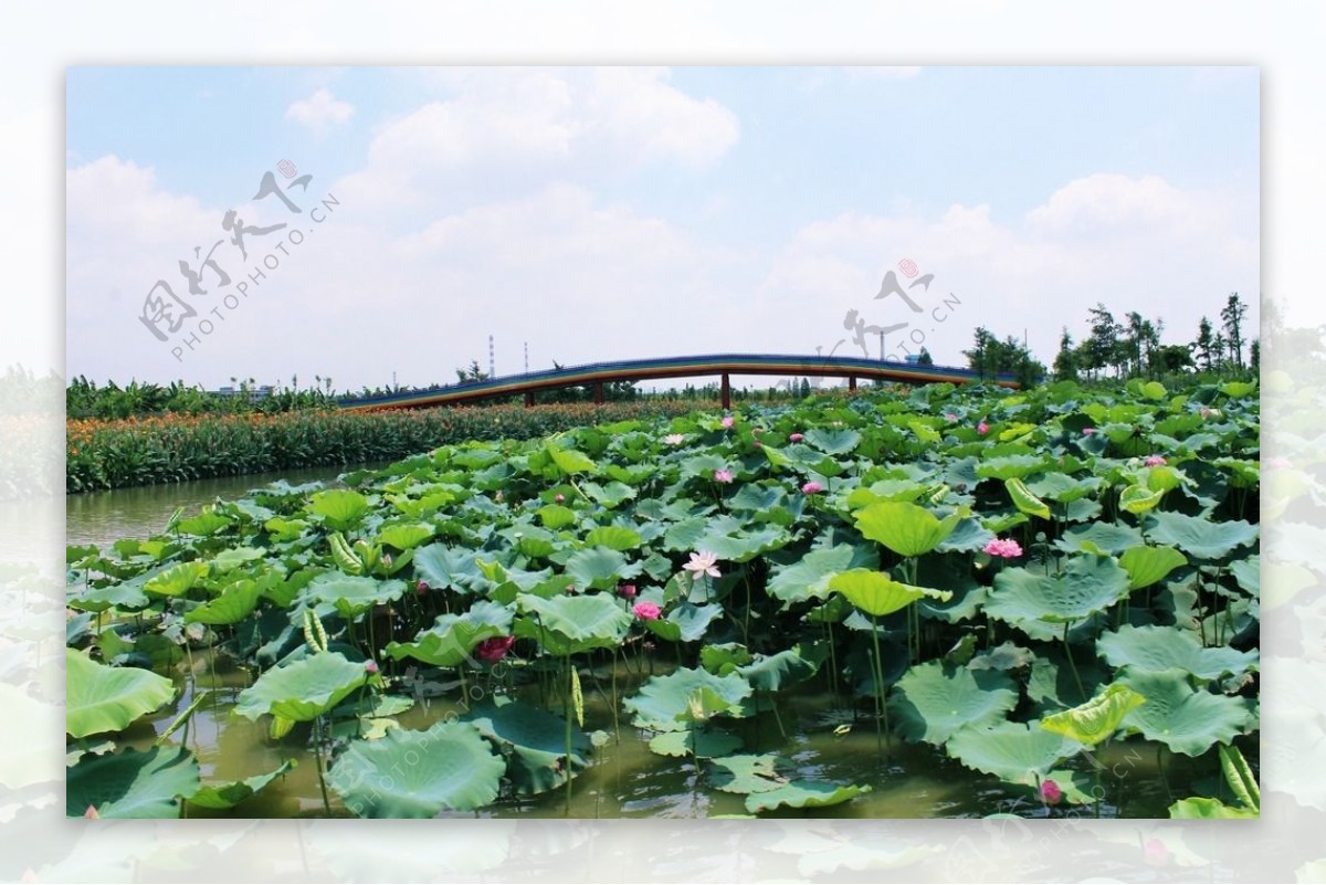 东莞麻涌华阳湖湿地公园图片