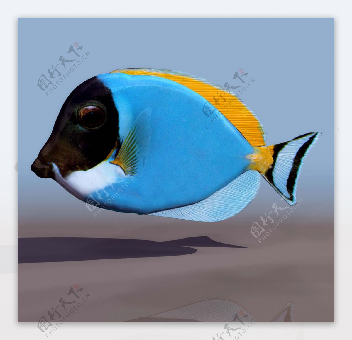AMBLY热带鱼3d模型图片