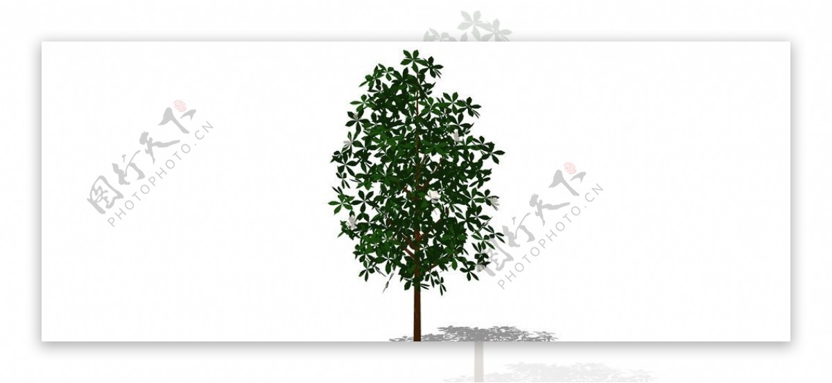 木棉花树图片
