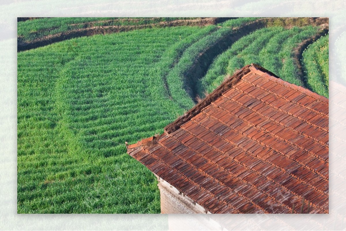 农村农田和房屋屋顶图片