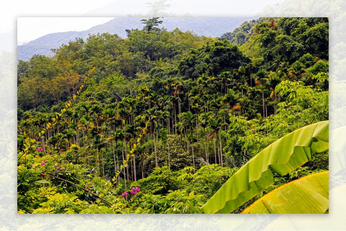 呀诺达雨林植物图片素材-编号10386005-图行天下